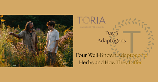 Explore four popular adaptogenic herbs - ashwagandha, rhodiola, schisandra, and holy basil - and learn why each has a different personality. https://www.toria.ie